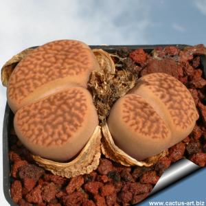 Lithops hookeri v. marginata C154 30 km NW of Hopetown, South Africa (red-brown Form)
