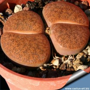 Lithops lesliei C005 (Warrenton form) near Warrenton, Cape Province, South Africa