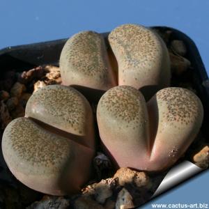Lithops terricolor C346 30 km WNW Prince Albert Road Western Cape South Africa (clustered)