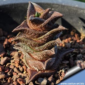 Haworthia nigra