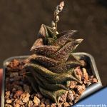 Haworthia nigra