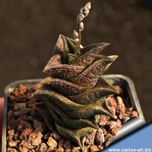 Haworthia nigra