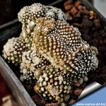 Copiapoa tenuissima f. mostruosa (clone A) f. cristata