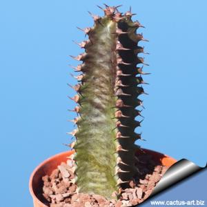 Euphorbia canariensis (Dark type)
