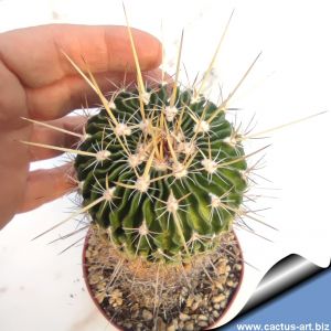 Echinofossulocactus sp.