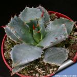 Agave potatorum (Syn: A. verschaffeltii)