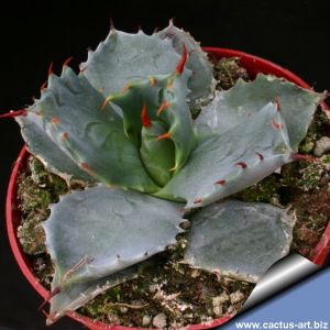 Agave potatorum (Syn: A. verschaffeltii)