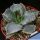 Agave potatorum (Syn: A. verschaffeltii)