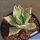 Agave potatorum (Syn: A. verschaffeltii)