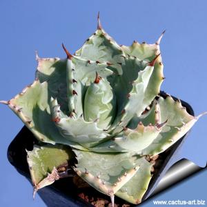 Agave potatorum (Syn: A. verschaffeltii) compact growing type