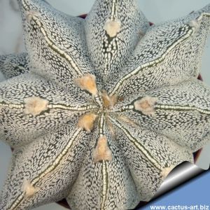 Astrophytum hybrid OR-ONZ ( A. ornatum x A. myriostigma cv. ONZUKA)