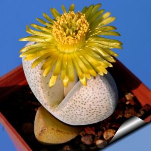 Dinteranthus microspermus v. puberulus