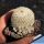 Epithelantha polycephala fa.