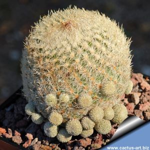 Epithelantha polycephala fa.