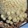 Epithelantha polycephala fa.