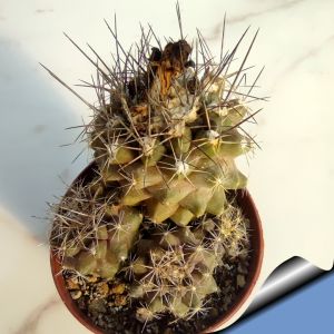 Copiapoa humilis North of Paposo, Region 02 Antofagasta, Chile