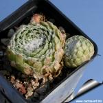 Sempervivum arachnoideum