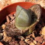 Pleiospilos simulans