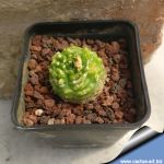 Notocactus werdemannianus forma mostruosa