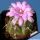 Gymnocalycium damsii cv. RED BLUSH