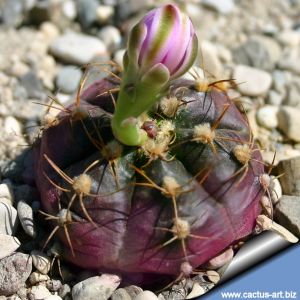Gymnocalycium damsii cv. RED BLUSH