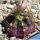 Gymnocalycium damsii cv. RED BLUSH
