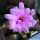 Gymnocalycium damsii cv. RED BLUSH