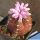 Gymnocalycium damsii cv. RED BLUSH