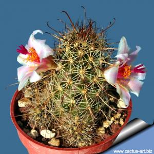 Mammillaria thornberi