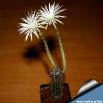 Setiechinopsis mirabilis