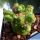 Mammillaria cv. FRED