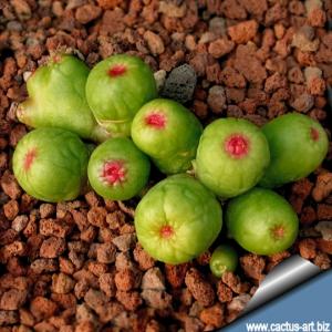 Mammillaria cv. FRED