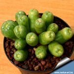 Mammillaria cv. FRED