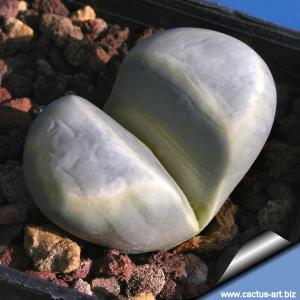 Lithops meyeri Vlakmyn