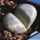 Lithops meyeri Vlakmyn