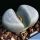 Lithops meyeri Vlakmyn