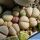 Lithops meyeri Vlakmyn