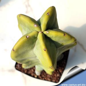 Lophocereus schottii forma monstruosa "Totem cactus"