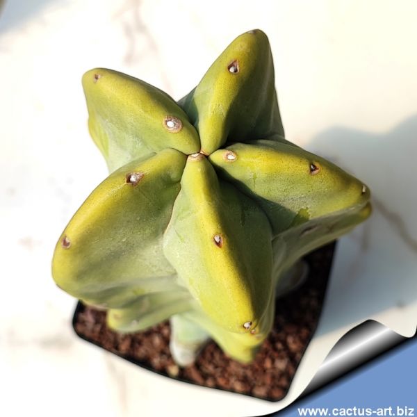 CACTUS ART NURSERY Catalogue index