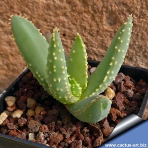 Aloe ramosissima (Aloidendron ramosissimum)