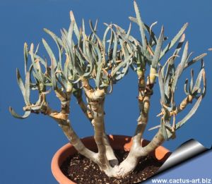 Aloe ramosissima (Aloidendron ramosissimum)