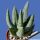 Aloe ramosissima (Aloidendron ramosissimum)