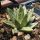 Agave victoria-reginae "compacta"