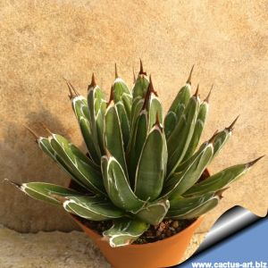 Agave victoria-reginae "compacta"