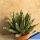 Agave victoria-reginae "compacta"