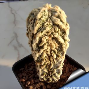 Astrophytum myriostigma 'rampou fukuryu'