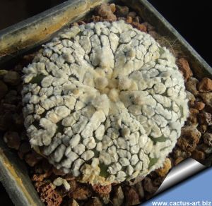 Astrophytum asterias cv. SUPERKABUTO 
