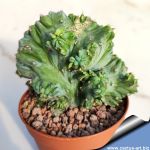 Myrtillocactus geometrizans f. mostruosa
