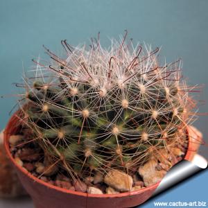 Mammillaria zephyranthoides