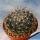 Mammillaria zephyranthoides